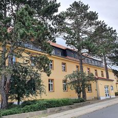 Schwarzkiefern in Heinrich-Zille-Str