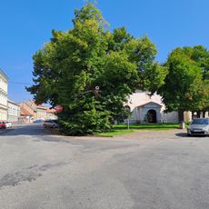 Lípa v Kostelci nad Labem