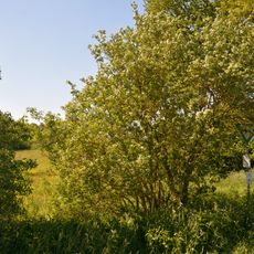 Kleiner Geestrücken südlich Dörpling