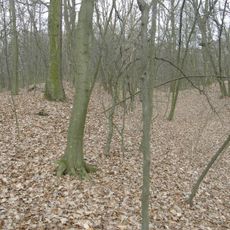 Befestigte Höhensiedlung Ochsenberg