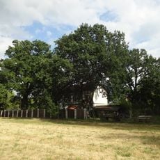 Naturdenkmal Stieleiche