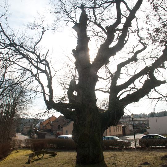 Naturdenkmal Stiel-Eiche im Ort, zwischen Gemeindeverwaltung und Werbellinkanal in Eichhorst