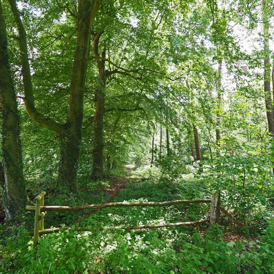 NSG Altbuchen an Harbes Hof