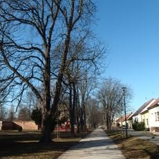Jírovcová alej na Zámecké ulici