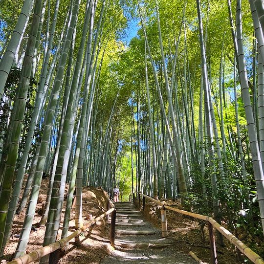 Forêt de bambous du temple Kōdai