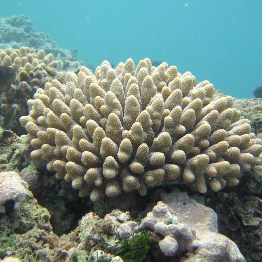 Darwin Mounds