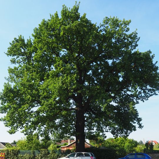 Eiche an der Rankestraße