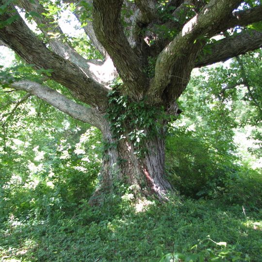 Big Oaks National Wildlife Refuge
