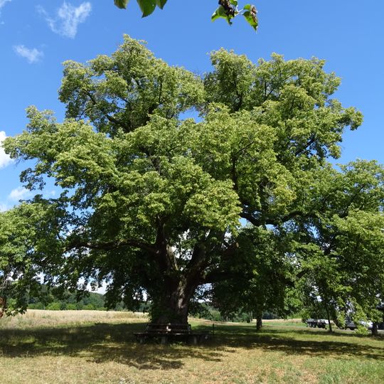 Linde von Kleinenglis
