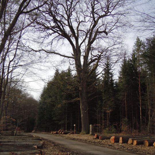 Förstereiche im Lindach