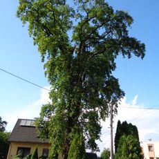 Dub v Oldřichovicích