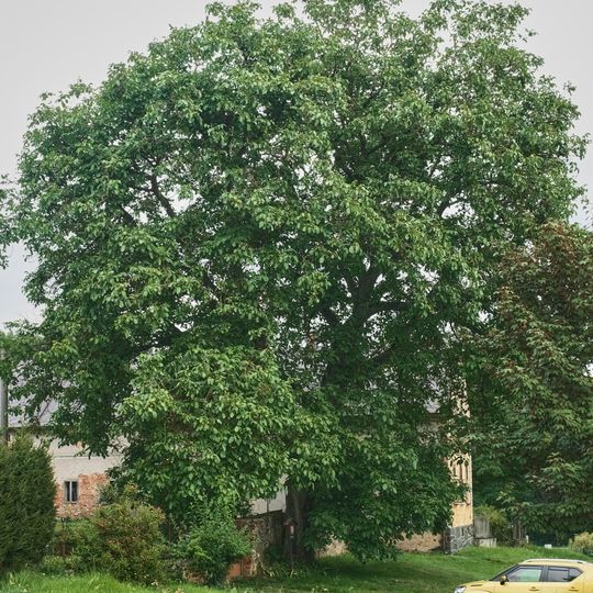 Ořešák v Doubravce