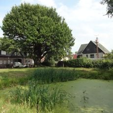 Naturdenkmal Stieleiche