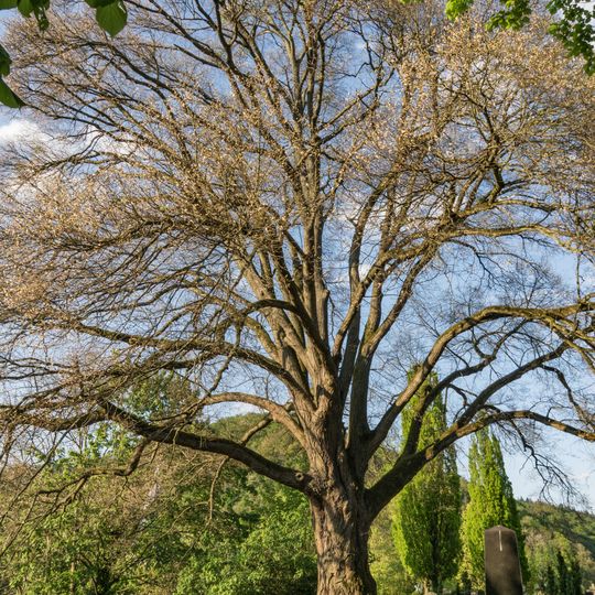 Winterlinde in Auerbach
