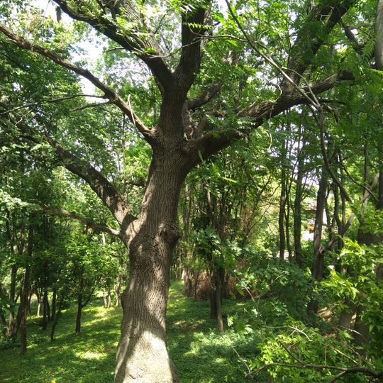 Quercus robur in the Dendrological Garden of Chișinău