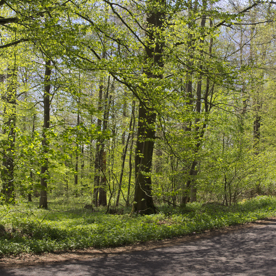 Im Pfaffendriesch bei Freiensteinau
