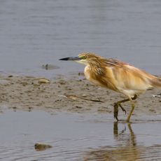 Große Insel von Cenad