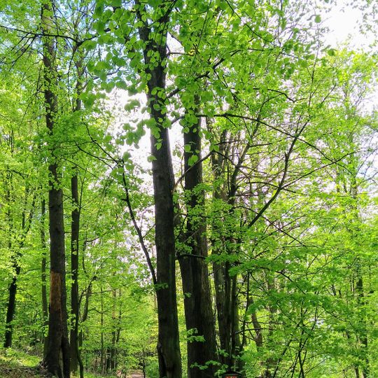 Jilmy pod Ovčárnou