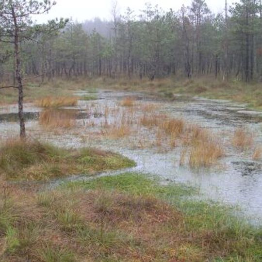 Rezerwat przyrody Bagno Kusowo