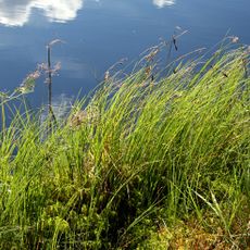 Nature reserve Jezioro Małe Łowne