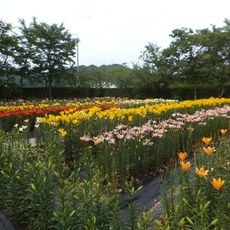 Sasayama Tamamizu lily garden