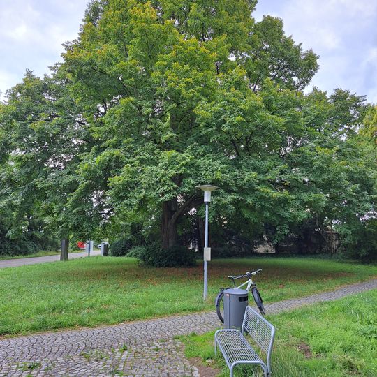 1 Sommerlinde "Flattichlinde"