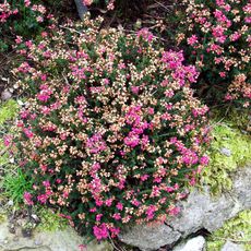 Botanischer Garten Duisburg-Hamborn