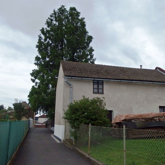 Metasequoia in Oldřišov