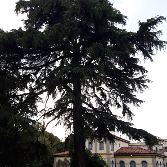 Cedro dell'Himalaya