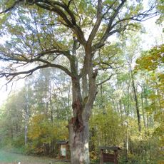 Širvintas hollow oak