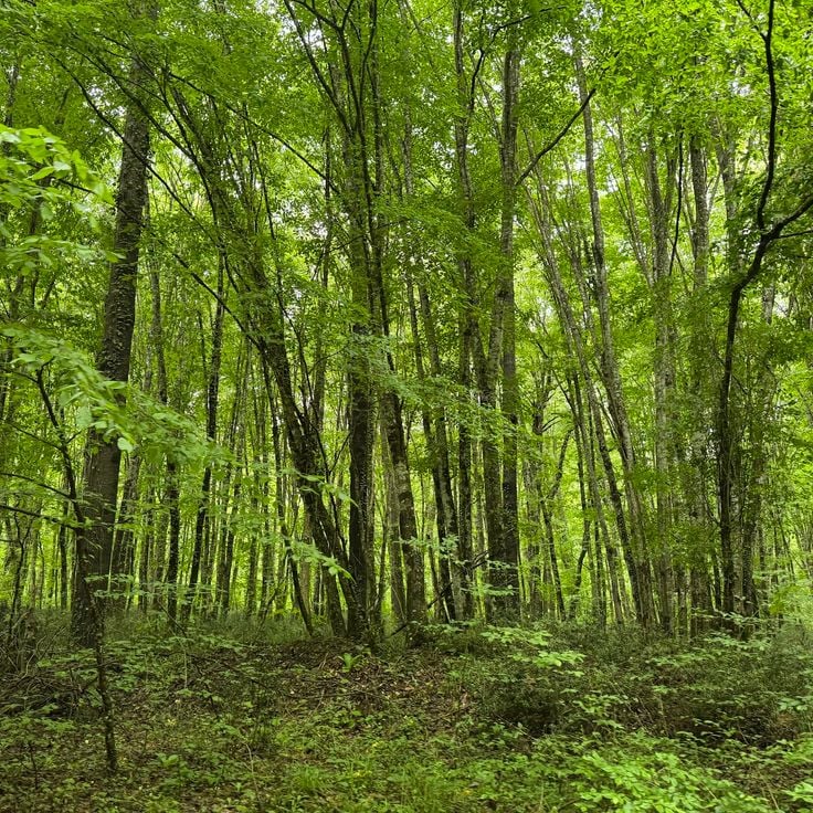 İğneada Longoz Forest National Park