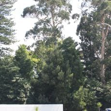 Árvore isolada em Casa de Esteiró