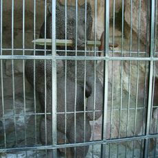 Sog. „Wehrbär“ und Bärenhöhle