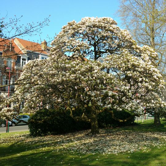 Magnolia de Soulange