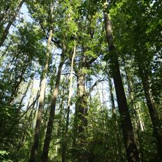 4 oaks in Bažantnice