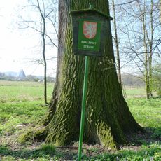 Dub v Dobříňském háji