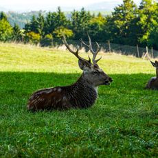Tierpark Altenfelden