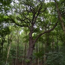 Dub letní v lesoparku Na Cibulkách