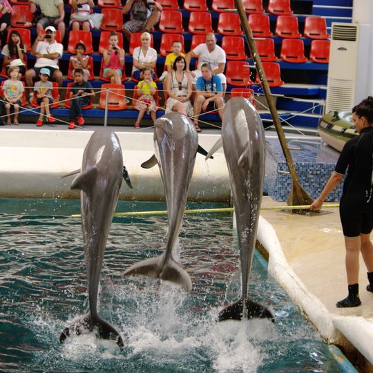 Festa Dolphinarium