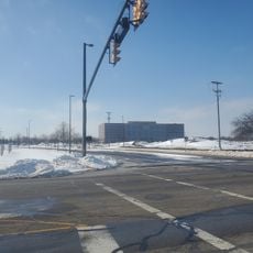 Field of Corn (with Osage Orange Trees)