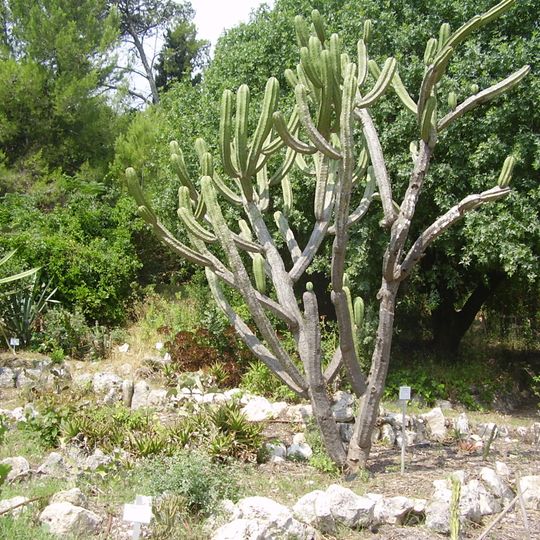 Botanical garden, Oranim