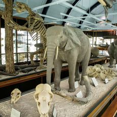 Natural History Museum at Tring