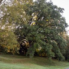 Friedenseiche bei Kucha