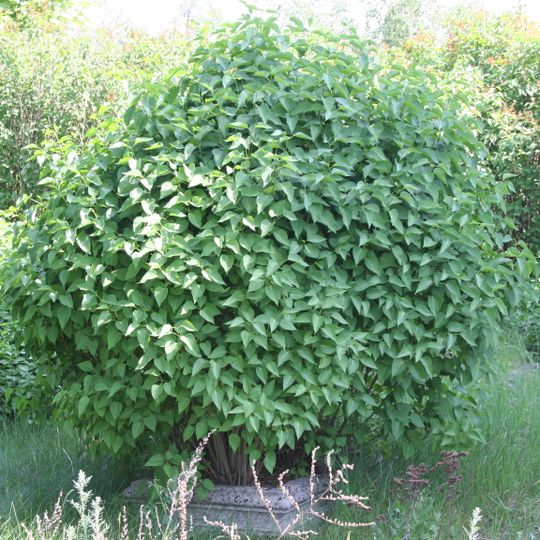 Cmentarz ewangelicki nowy w Klamrach