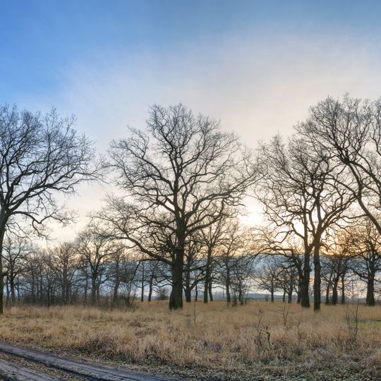 Bekhterskyi dubovyi hai natural monument