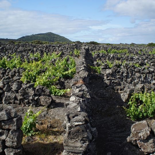 Área de Paisagem Protegida da Cultura da Vinha - Zona Norte