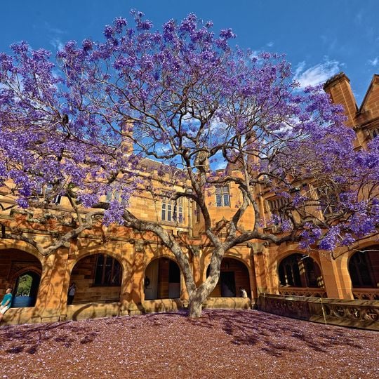 Jacaranda, University of Sydney