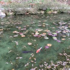 Monet's pond