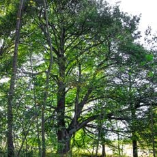 Lípa v Krásné u Kraslic