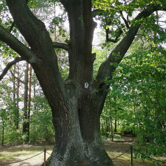 Stieleiche in Schwarzbach